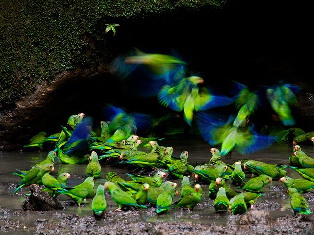 Es el lugar más biodiverso del planeta